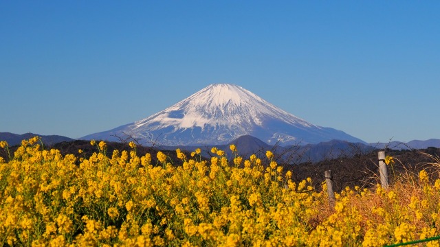 新春の吾妻山公園から望む富士山