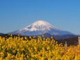 新春の吾妻山公園から望む富士山