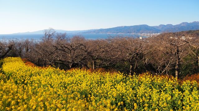 新春の吾妻山公園から望む風景