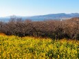 新春の吾妻山公園から望む風景