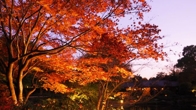 秋の夜の昭和記念公園