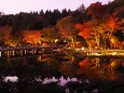 秋の夜の昭和記念公園