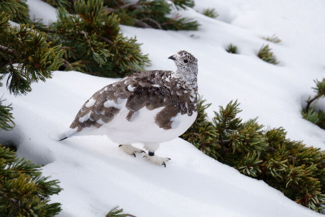 仙丈ヶ岳の雌雷鳥7