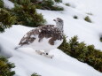 仙丈ヶ岳の雌雷鳥7