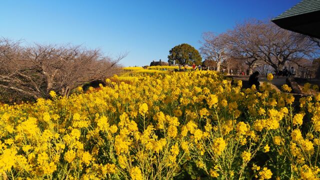 新春の吾妻山公園