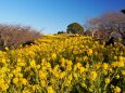 新春の吾妻山公園