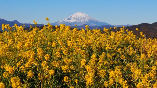 新春の吾妻山公園から望む富士山