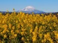 新春の吾妻山公園から望む富士山