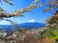 迎春富士山