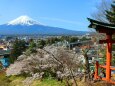 迎春富士山