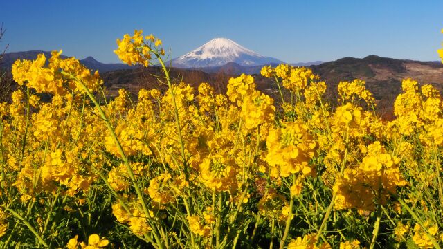 新春の吾妻山公園から望む富士山