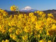 新春の吾妻山公園から望む富士山