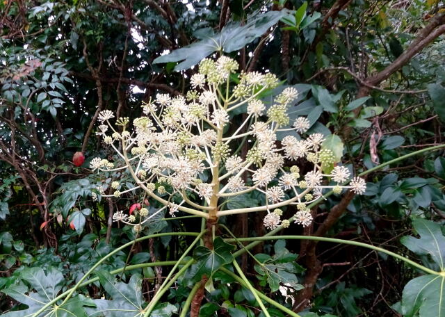 山村に咲いているヤツデの花