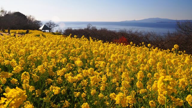 吾妻山公園から望む風景