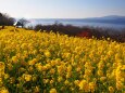 吾妻山公園から望む風景