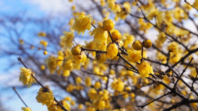 府中市郷土の森博物館の蝋梅