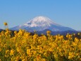 新春の吾妻山公園から望む富士山