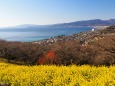 新春の吾妻山公園から望む風景