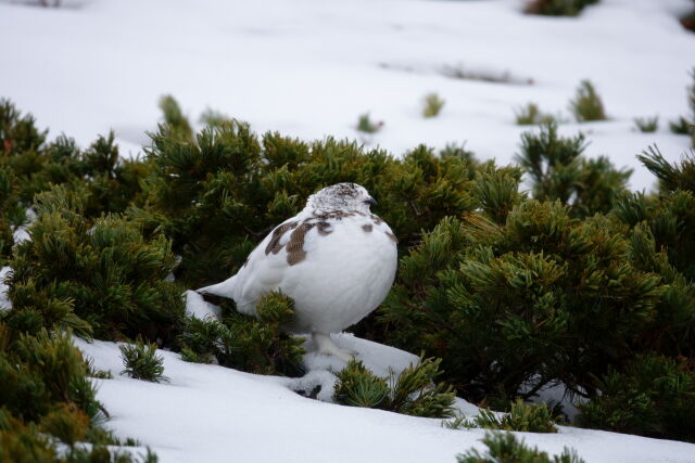 仙丈ヶ岳の雌雷鳥15