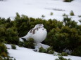 仙丈ヶ岳の雌雷鳥15