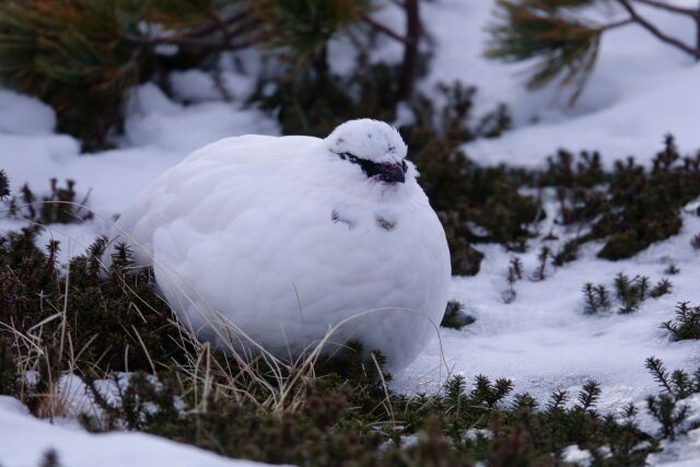 みくりが池の白雷鳥5