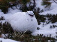 みくりが池の白雷鳥5