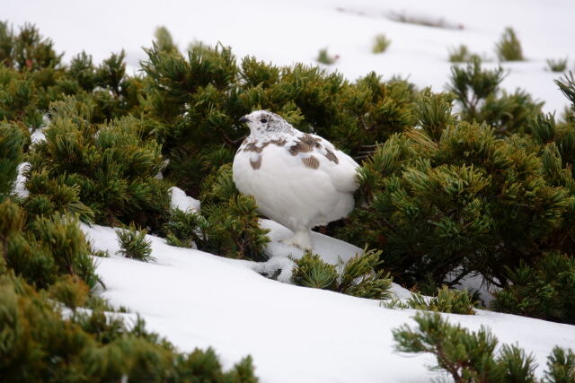 仙丈ヶ岳の雌雷鳥