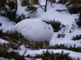 みくりが池の白雷鳥6