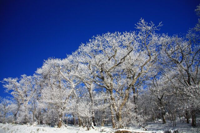 霧氷の森