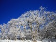 霧氷の森