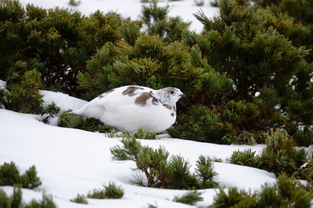 仙丈ヶ岳の雌雷鳥17