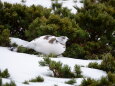 仙丈ヶ岳の雌雷鳥17