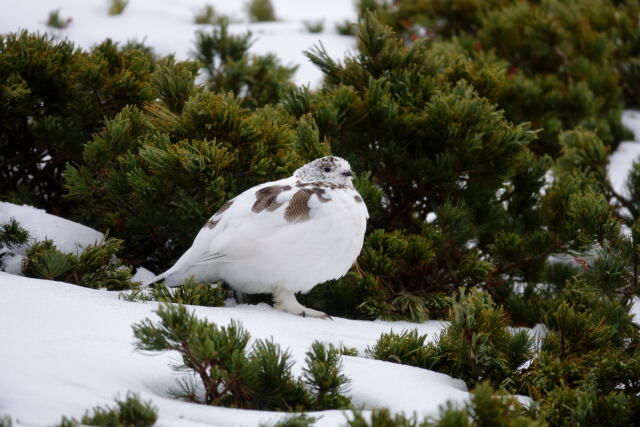 仙丈ヶ岳の雌雷鳥18