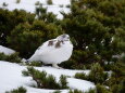 仙丈ヶ岳の雌雷鳥18