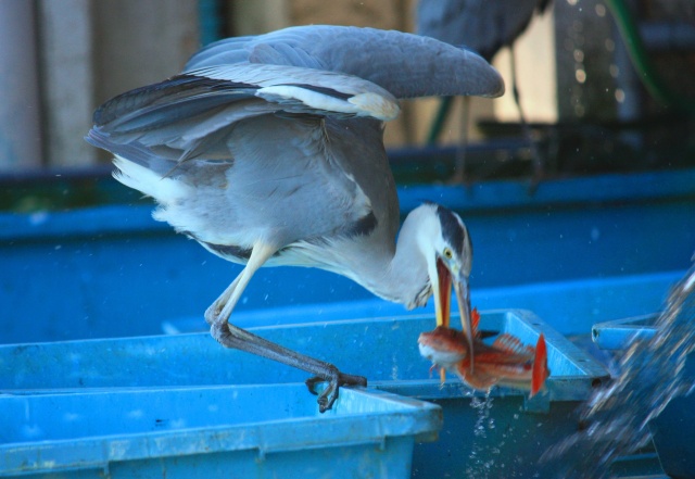 アオサギの食事