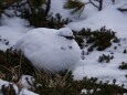 みくりが池の白雷鳥8