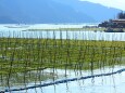 海苔の養殖