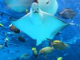 名古屋港水族館