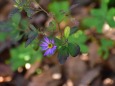 咲き残っていた野の花