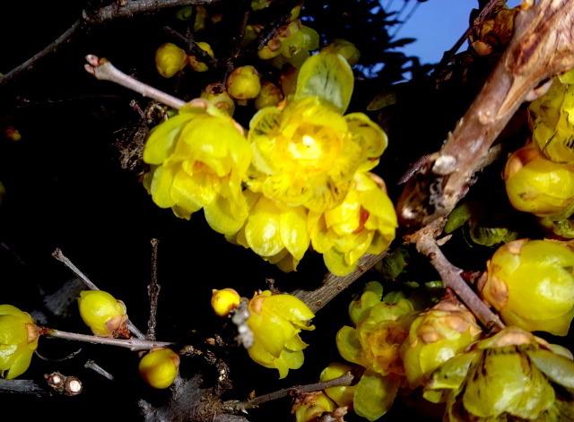 蝋梅の花