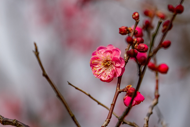 紅梅