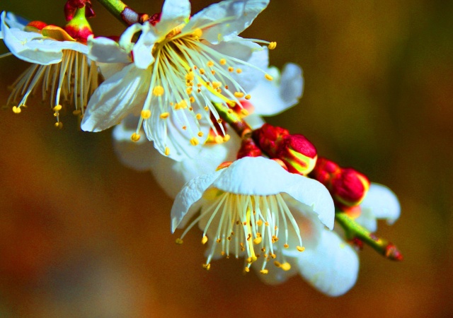 梅の花