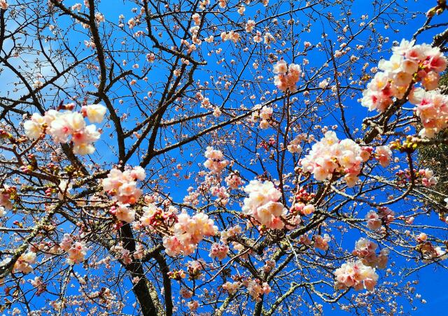 東紀州早咲き桜