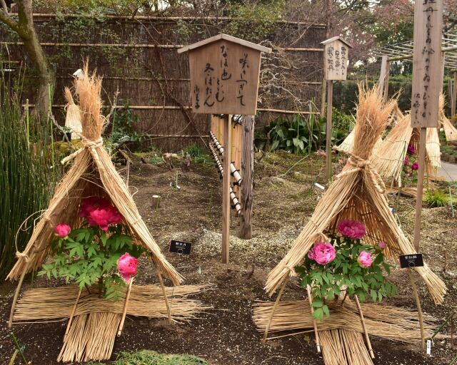 上野東照宮ぼたん苑