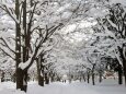 雪の北大銀杏並木