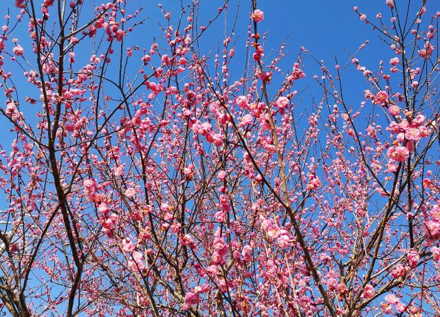 梅の花