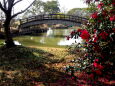 山茶花とクリーク公園の橋