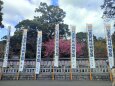 冬の祭りと河津桜