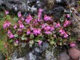 お山の花