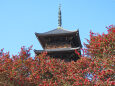 備中国分寺 五重塔と山茶花